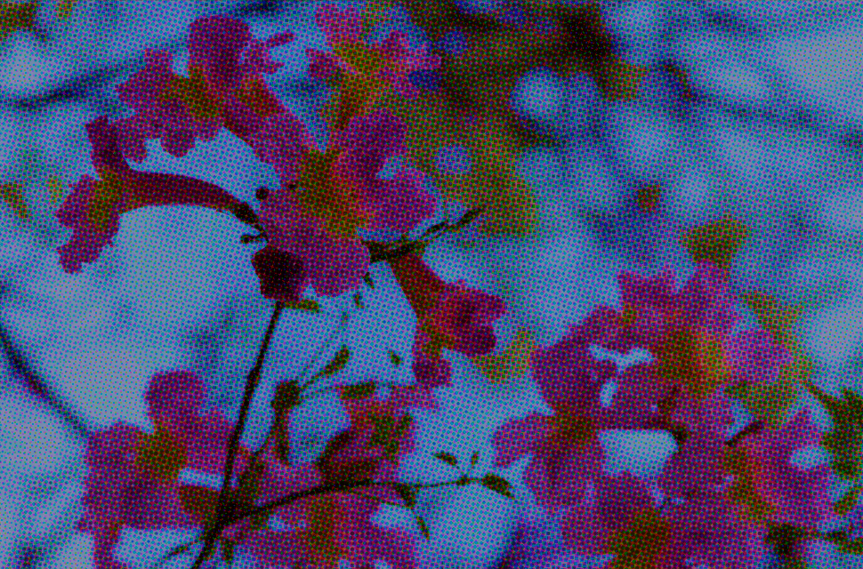 foto-de-un-arbol-de-lapacho-florecido
