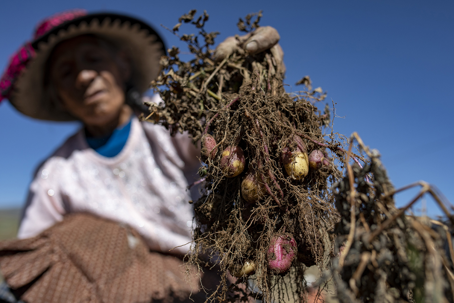 preinscripciones-diplomatura-en-agroecologia-y-soberania-alimentaria