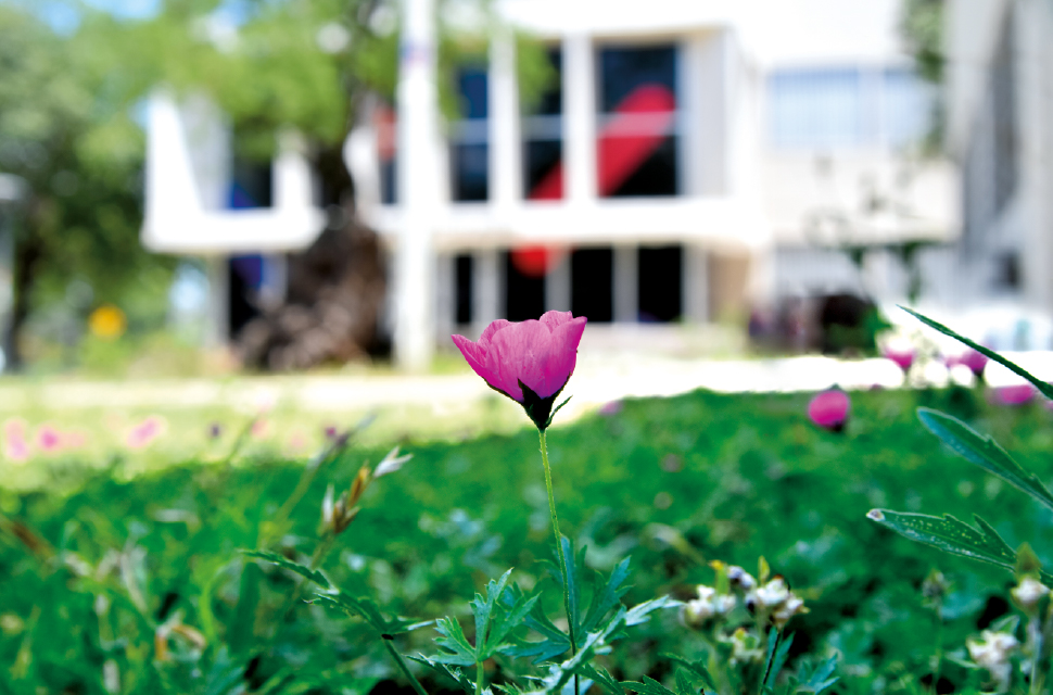 flor-en-el-pasto-con-el-edificio-de-sociales-de-fondo