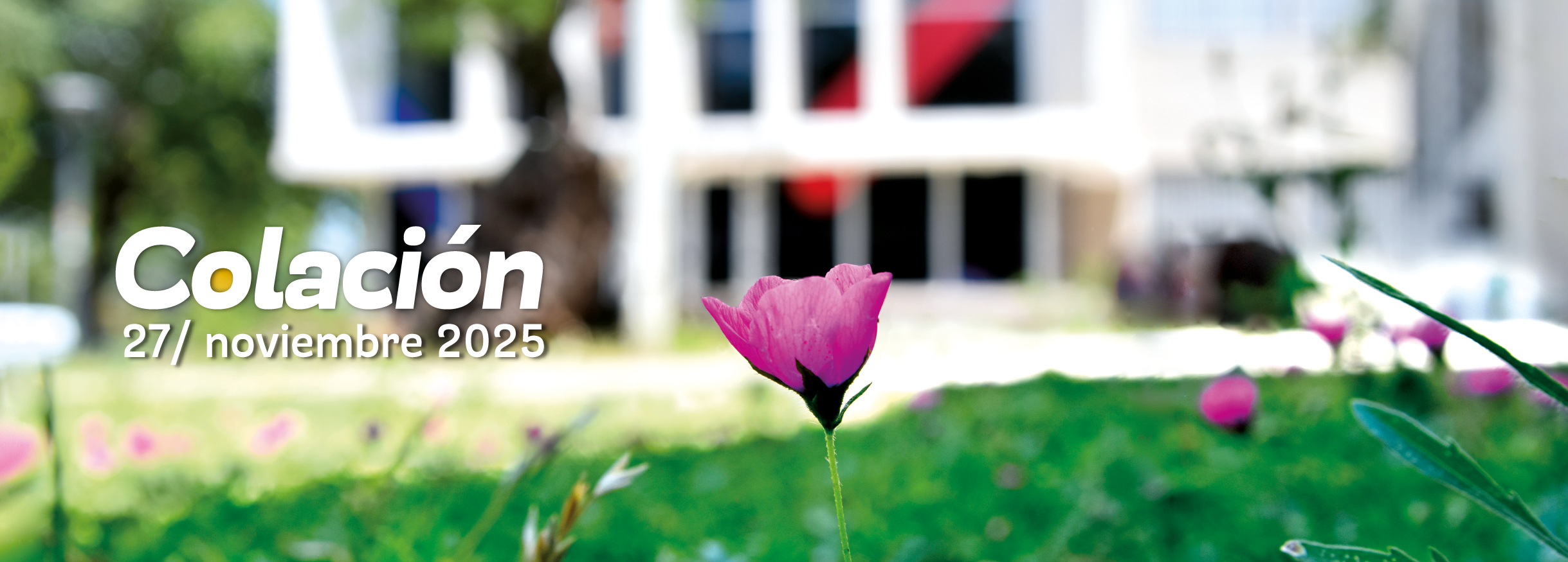 flor-en-el-pasto-con-el-edificio-de-sociales-de-fondo